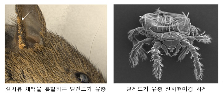 ȣŹ, û, 갡, 