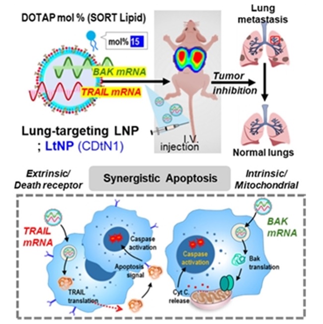 ȣŹ, Ƿ, 縯 , , mRNA, , ̾ 