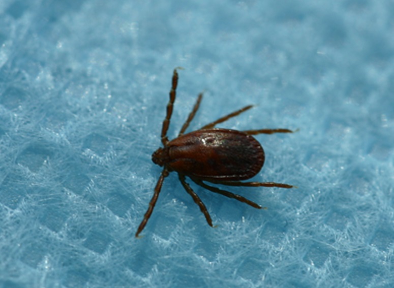 °£È£»ç½Å¹®, º¸°ÇÀÇ·á, ÁßÁõ¿¼ºÇ÷¼ÒÆÇ°¨¼ÒÁõÈıº, SFTS ¹é½Å, ÂüÁøµå±â, Áúº´°ü¸®Ã»