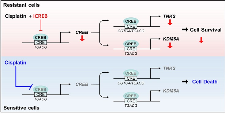 ��ȣ��Ź�, �����Ƿ�, ��������, �����ϼ���, �׾��� ����, �ϼ���